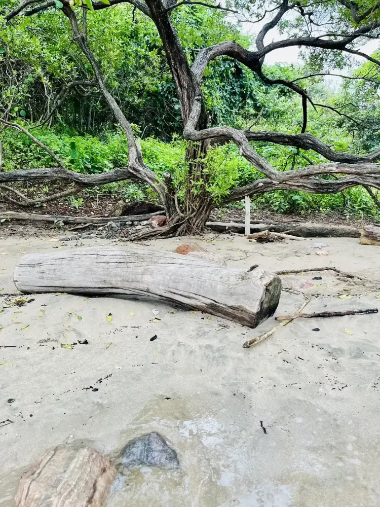 Dry forest branches reaching the sand