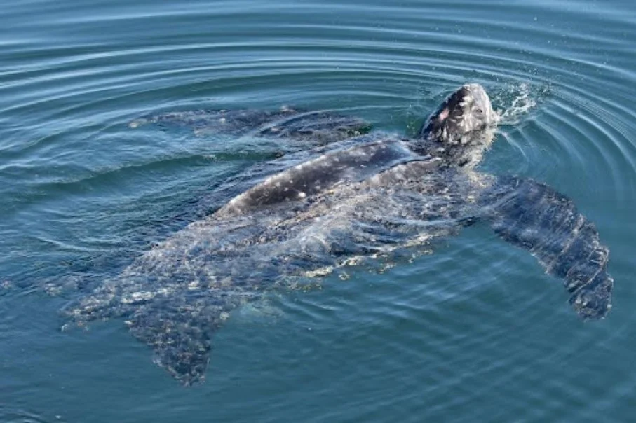Young leatherback turtle swimming