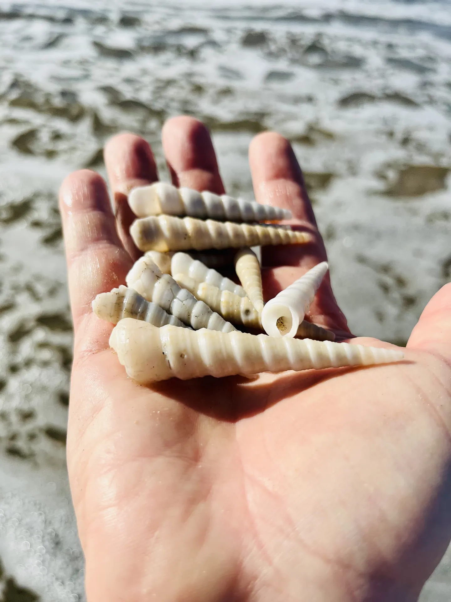 Une poignée de coquillages de la plage