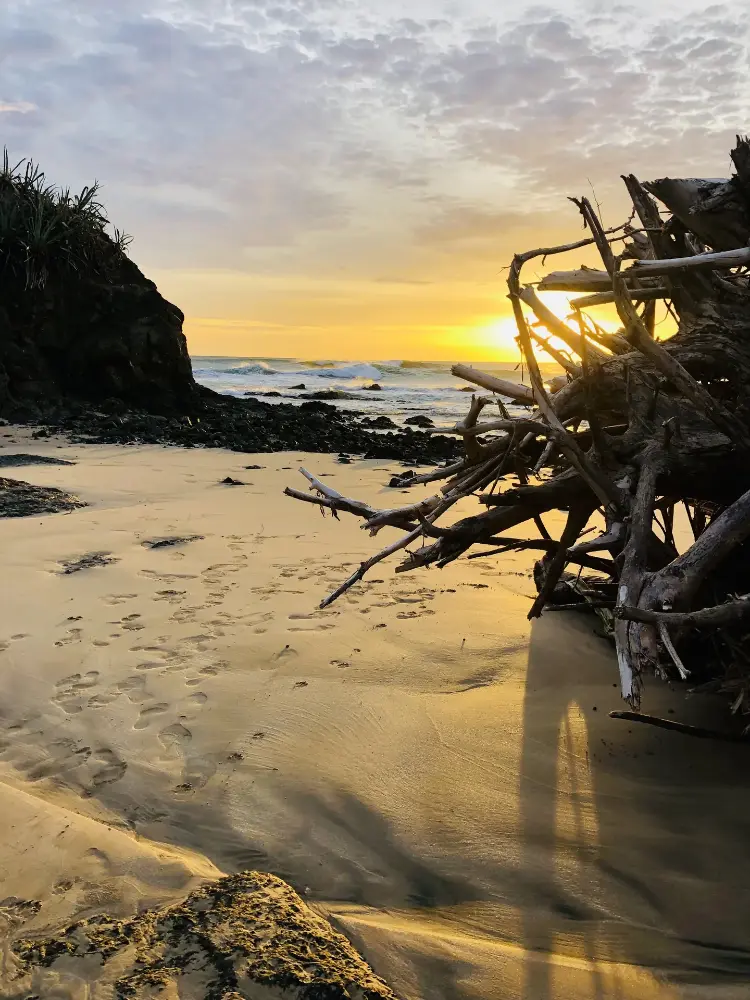 Driftwood at golden hour