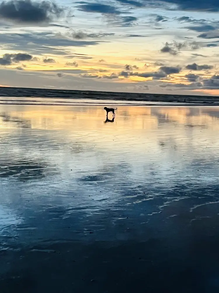 Un chien sur le sable miroitant à la brunante