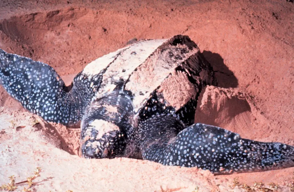 Tortue luth en train de pondre à Las Baulas, Playa Grande