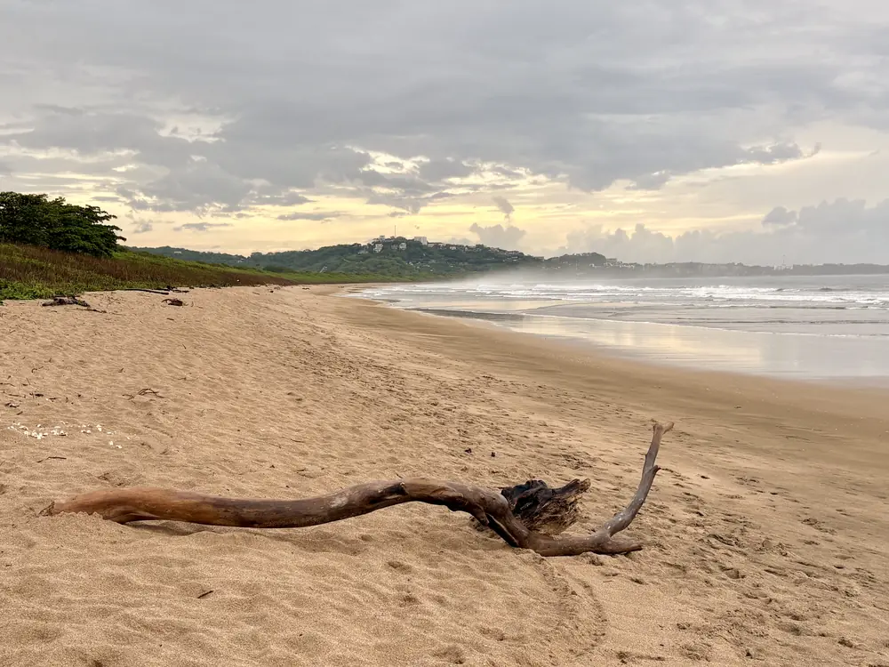 Driftwood under a grey sky