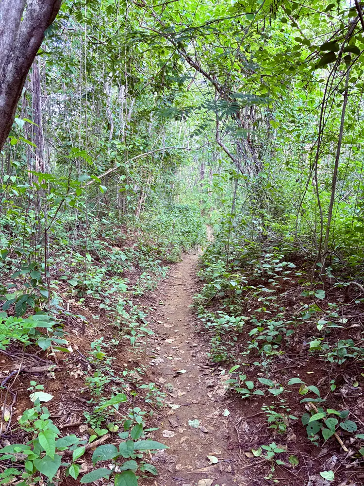 The trail to Playa Carbón, at its greenest