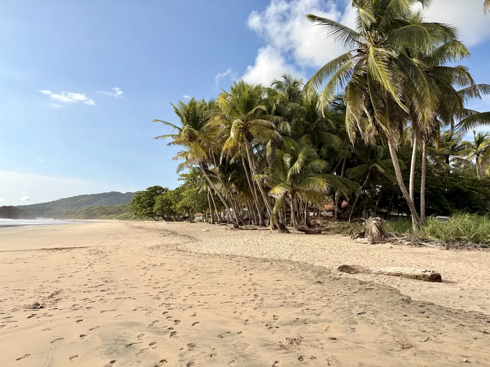 Palms leaning over the sand